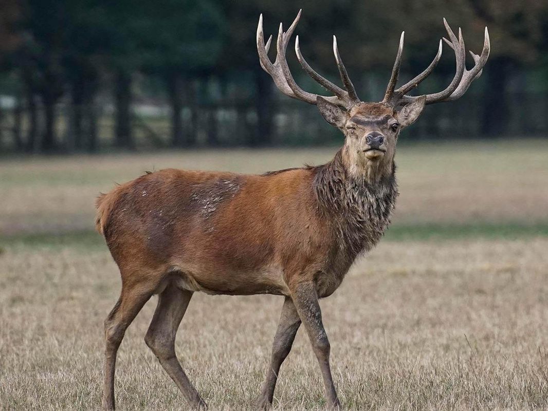 Foto: HUK Coburg - Ein Zusammenstoß mit einem kapitalen Hirsch kann dramatische Folgen für Auto, seine Insassen und das Tier haben Foto: HUK Coburg - Ein Zusammenstoß mit einem kapitalen Hirsch kann dramatische Folgen für Auto, seine Insassen und das Tier haben